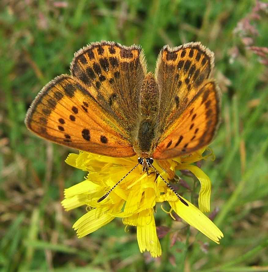 Lycaena virgaureae Lycaena virgaureae